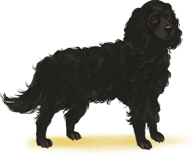 Illustration of Bessie, a black spaniel