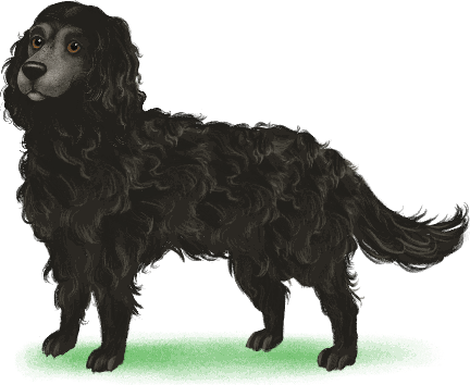 Illustration of Micky, a black spaniel with a grey muzzle
